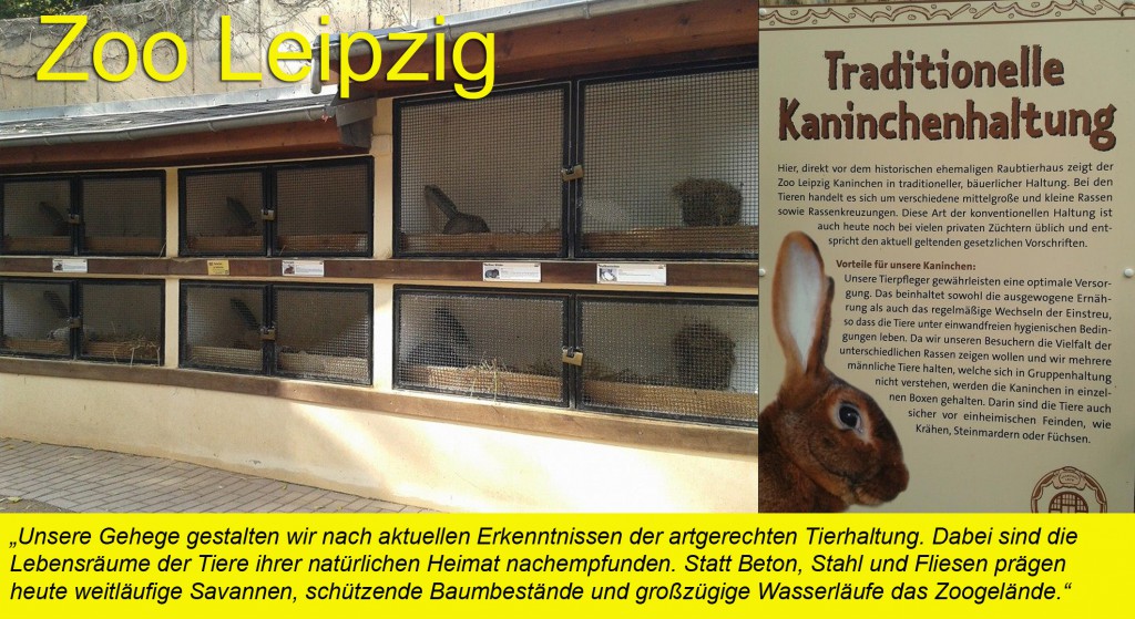 Zoo Leipzig Kaninchen