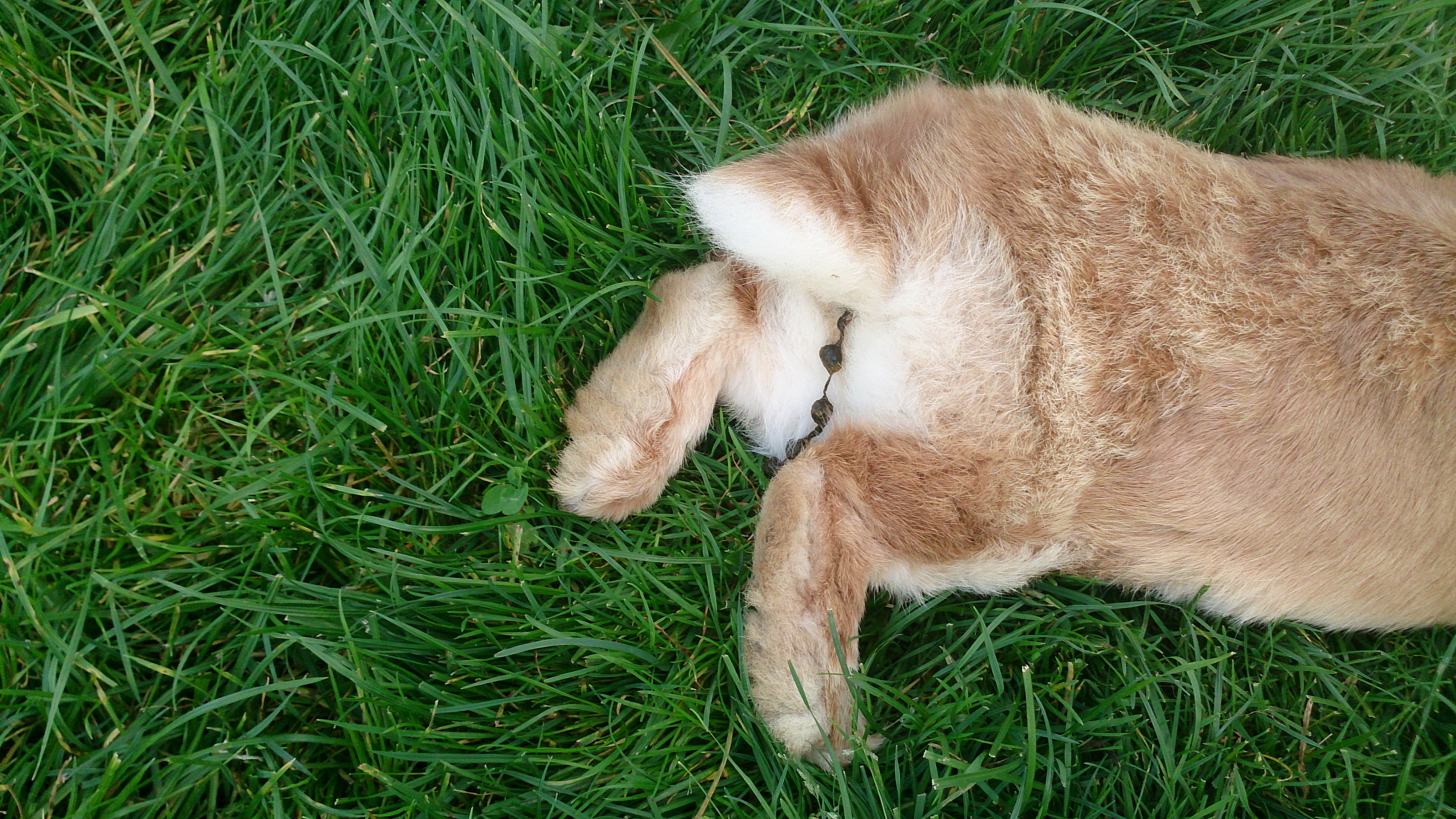 Köttelketten Köttelketten