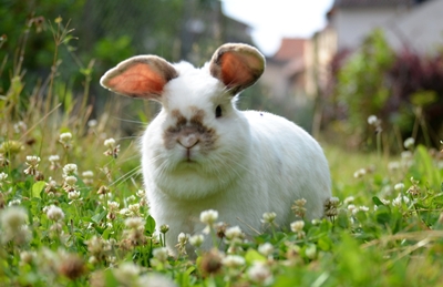Kaninchen kennenlernen