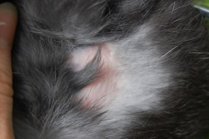 kaninchen-kahle-stelle