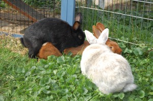 Kaninchen Rammeln