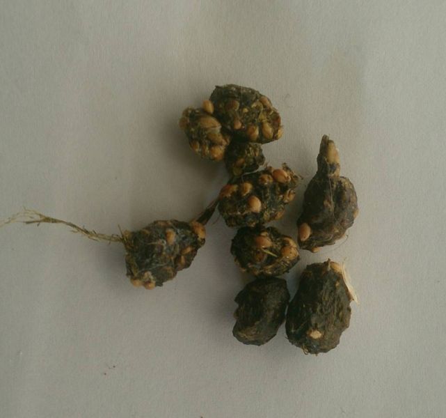 Die chinesischen Gräser von den Parasiten