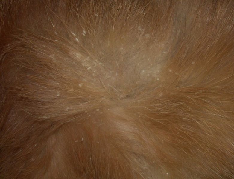 Für das Haar mit den Ölen zu wählen