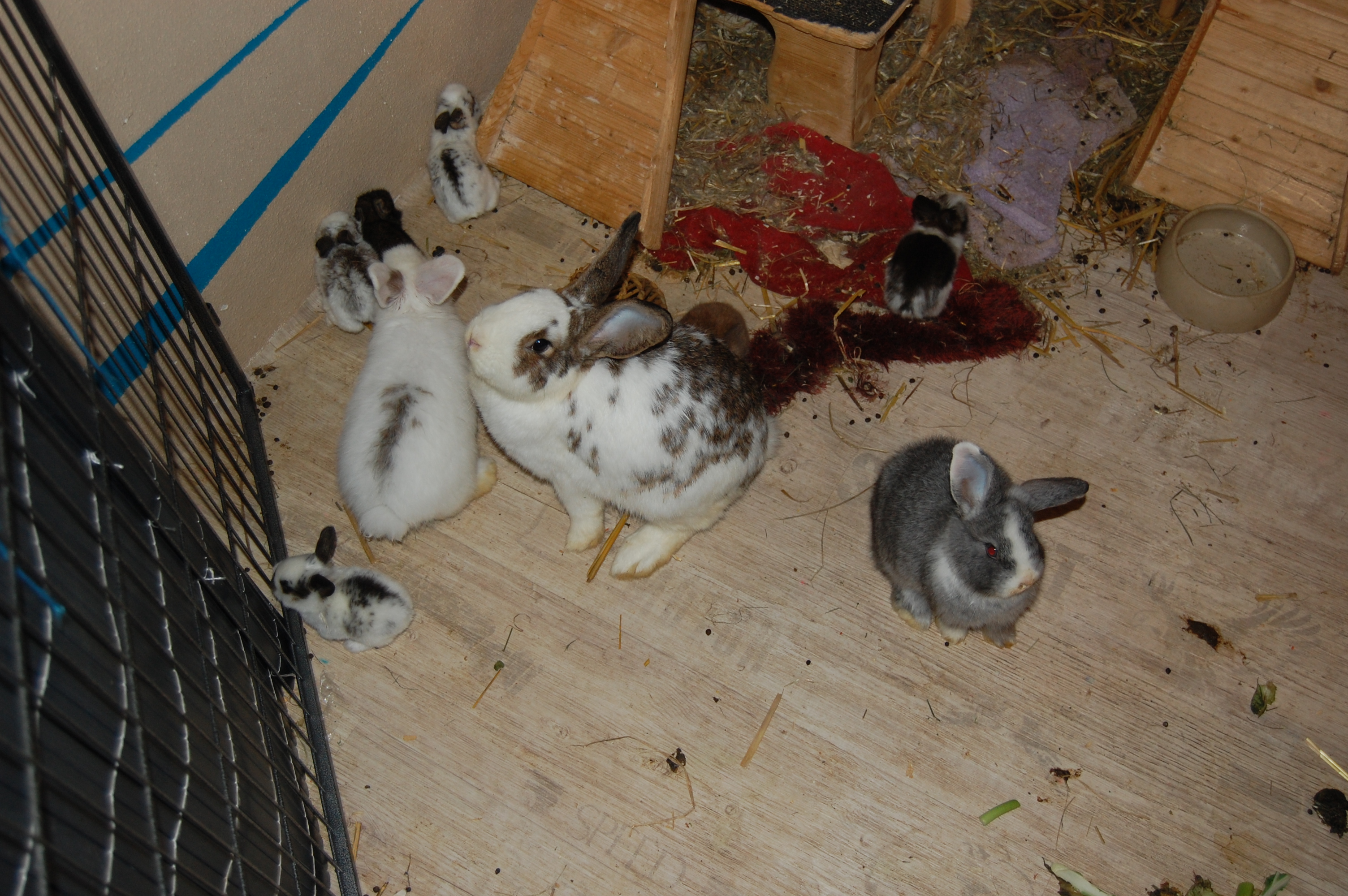 Entwicklung Kaninchennachwuchs