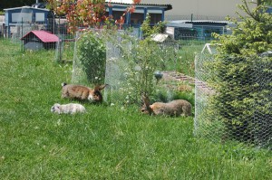 Garten pflanzen schützen kaninchen