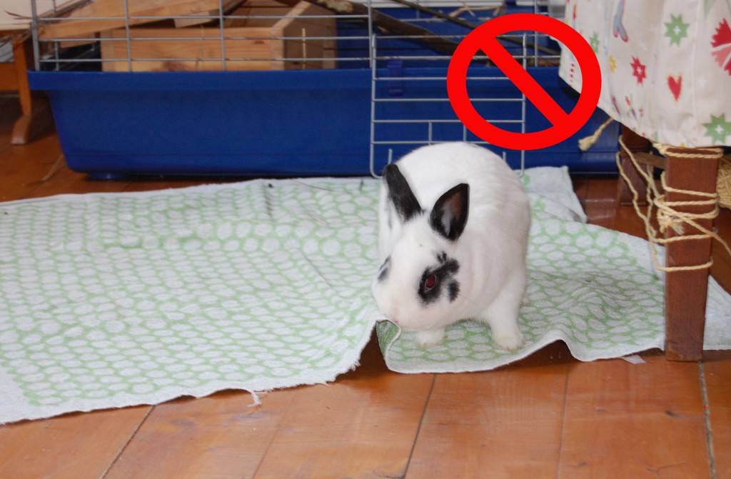 Die Top 10 Gefahrenquellen für Kaninchen