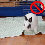 Die Top 10 Gefahrenquellen für Kaninchen
