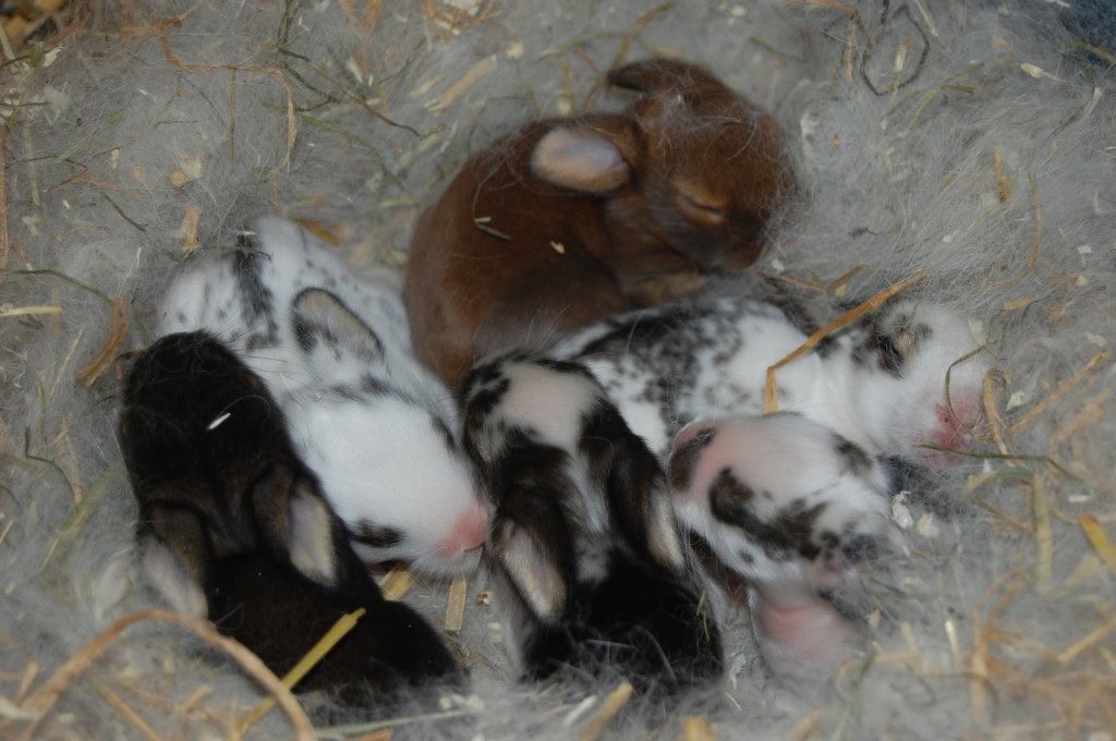 Wie Viele Babys Bekommen Kaninchen Pro Wurf Entwicklung Kaninchennachwuchs