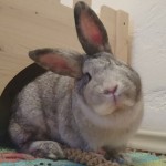 E. Cuniculi E. Cuniculi