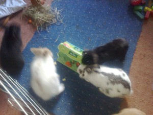 eierkarton-kaninchen-spielzeug