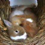 Die Top-5-Fehler in der Kaninchenhaltung