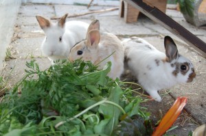 ernährung sommer frisch