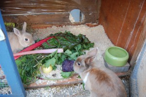 frischfutter fütterung kaninchen