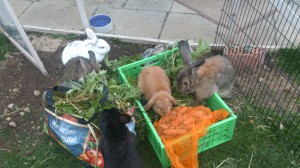 Kaninchen-Sackfutter-Vergleich