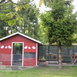 gehegeschwedischkaninch-3