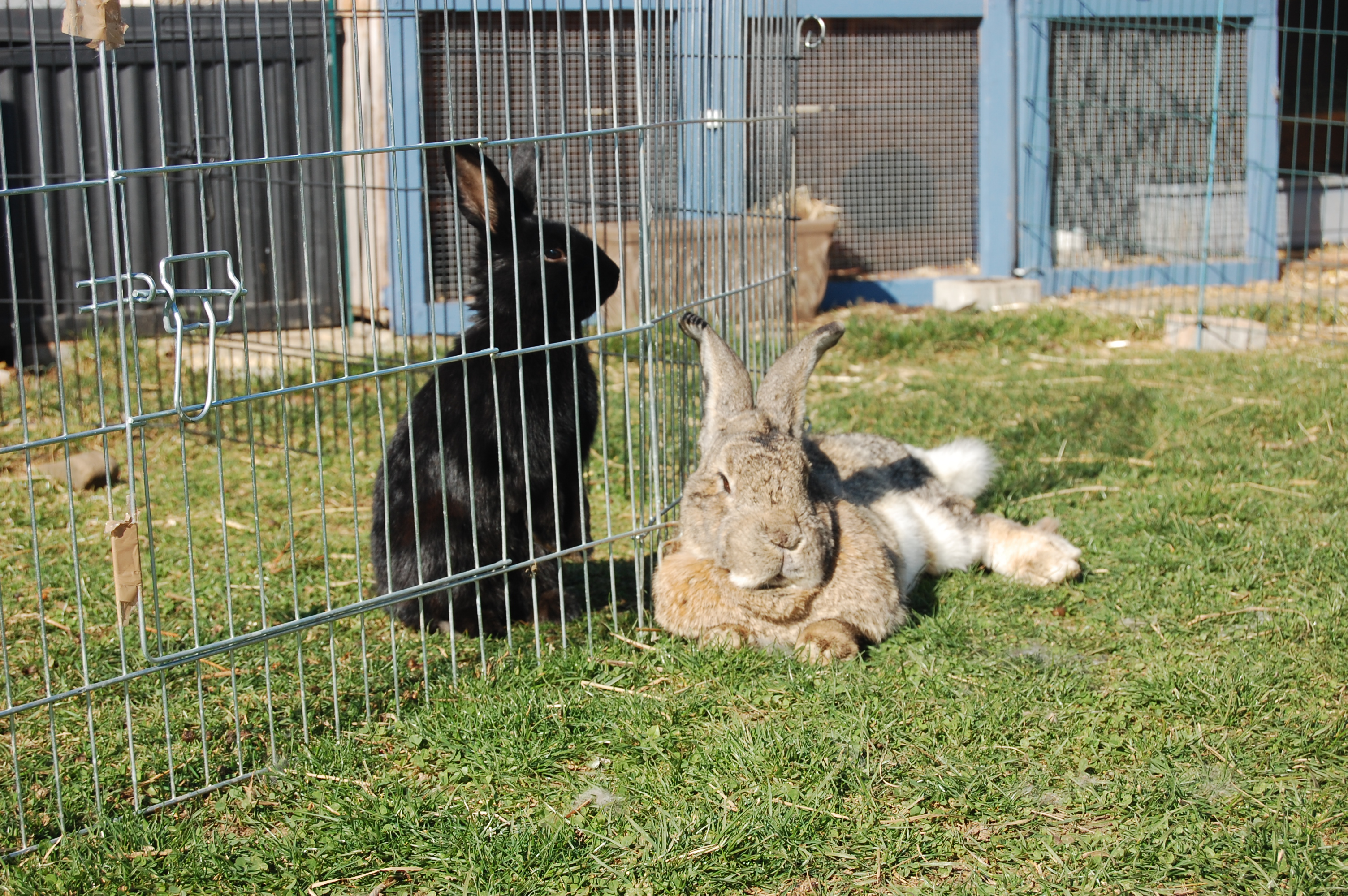 Verhalten von Kaninchen