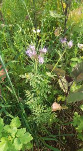 gruenduengung-phacelia