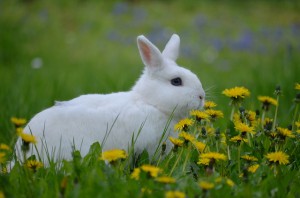Spielzeug für kaninchen - Betrachten Sie dem Testsieger unserer Tester