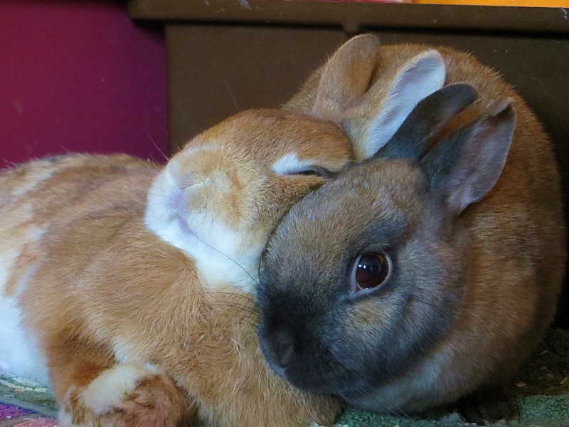 Ist Einzelhaltung für Kaninchen gesetzlich erlaubt?