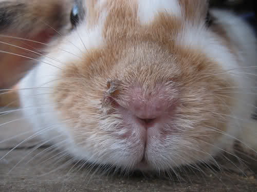 Hasen Nase Hasennase mit Zähnen am Gummizug Hase Tiernase Kaninchen Schnauze 