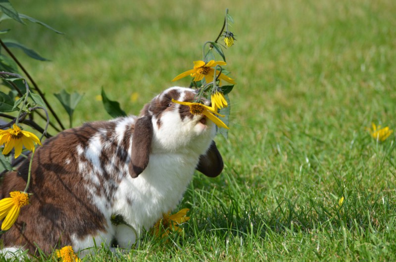 Nicht fressen hasen welche blumen Kaninchen mag
