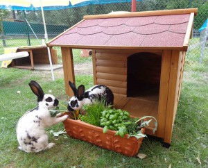 kaninchen-frische-kräuter