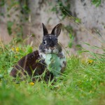 Innengehege kaninchen - Die preiswertesten Innengehege kaninchen verglichen
