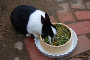 kaninchen-getr-kräuter