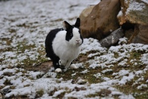 kaninchen im schnee