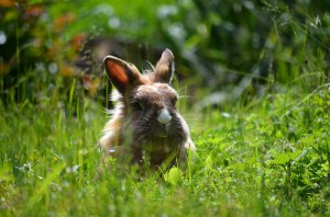 kaninchen-in-der-wiese