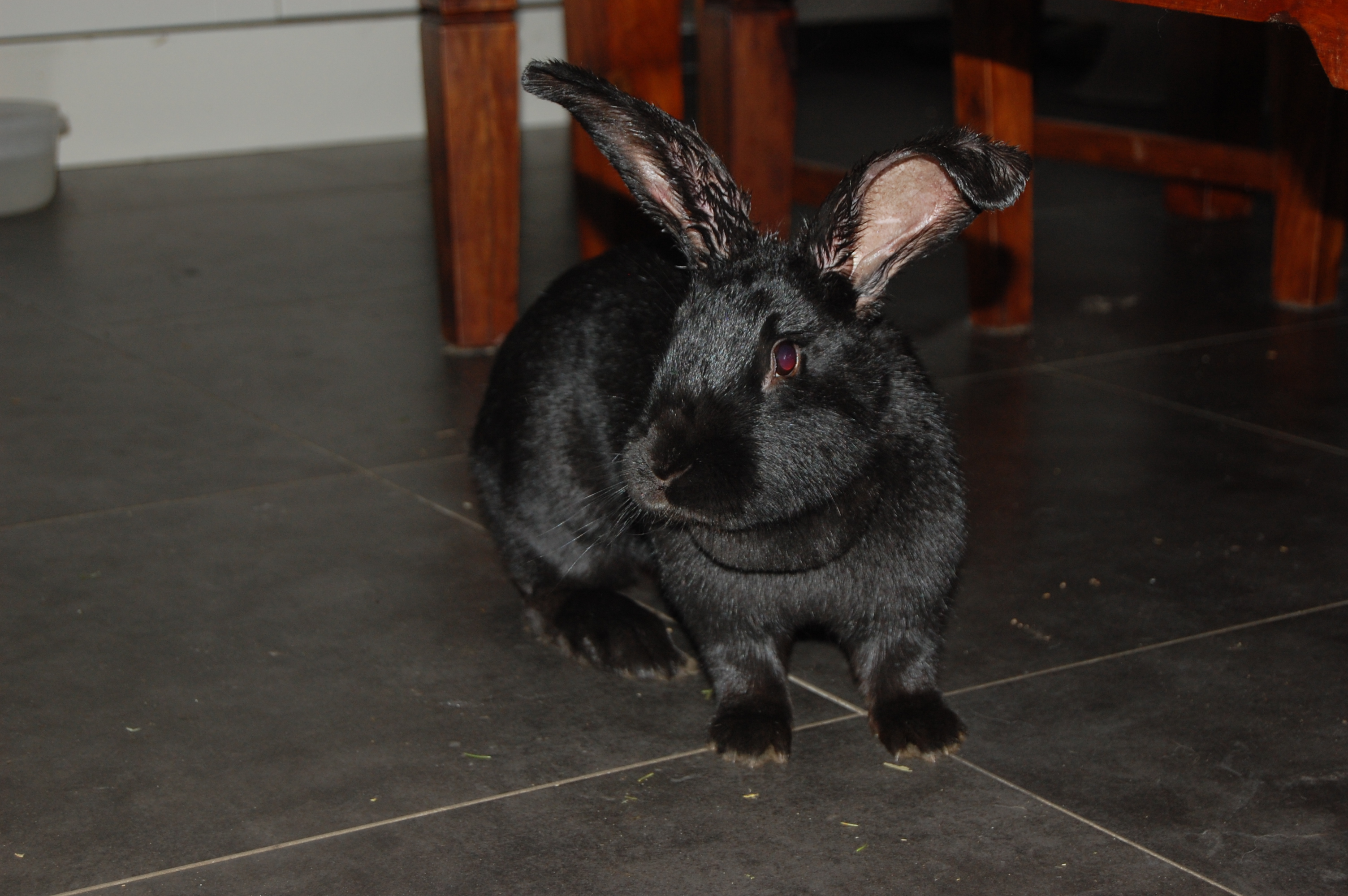 Milben, Zecken, Flöhe &amp; Co.