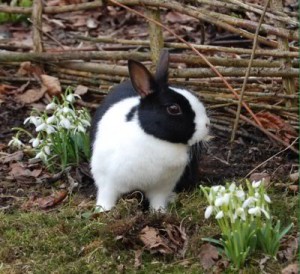 Blumen hasen welche nicht fressen Kaninchenfutter: Das