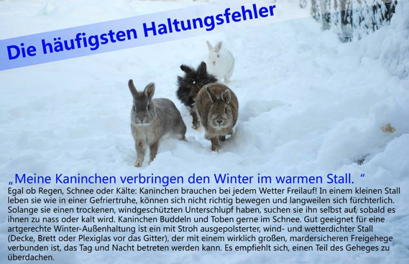 kaninchen winter