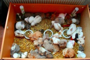 kaninchen-zoohandel