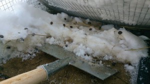 kaninchengehege schnee reinigen eisschaber