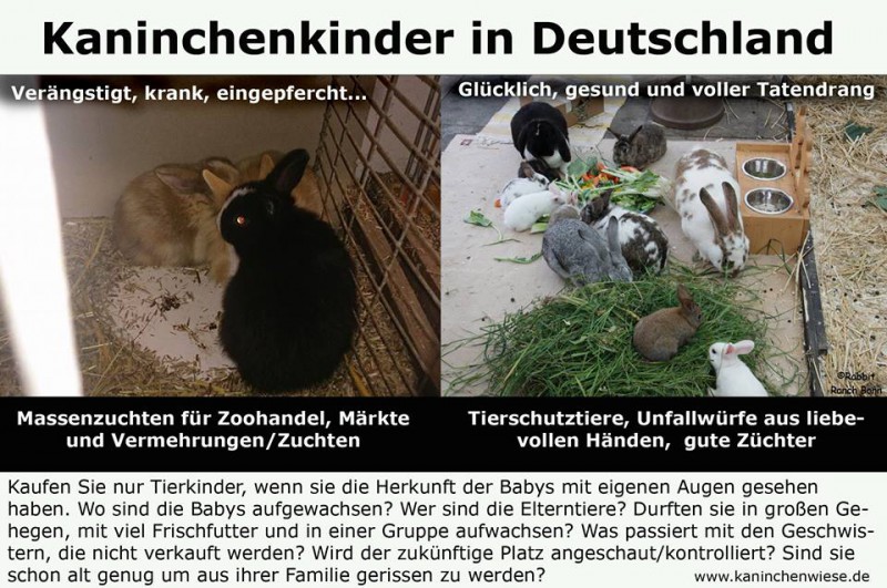 kaninchenkinder-deutschland