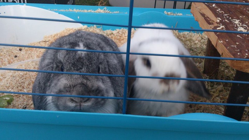 Kann ich Kaninchen im Käfig oder Stall halten?