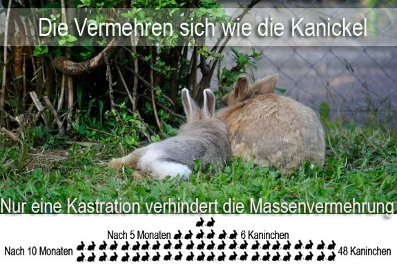 kastration-vermehrung