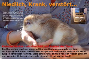 kleintiermarkt-kaninchen