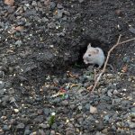 Mäuseplage im Kaninchengehege - was hilft wirklich?