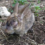 Ist mein Kaninchen krank?