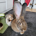 Kaninchen halsband - Die preiswertesten Kaninchen halsband ausführlich verglichen