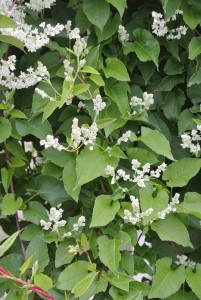 Gartenpflanzenliste