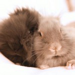 Kaninchennamen: Beliebt, ausgefallen oder süß - was verraten sie über den Kaninchenhalter?