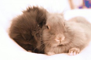 Kaninchennamen: Beliebt, ausgefallen oder süß - was verraten sie über den Kaninchenhalter?