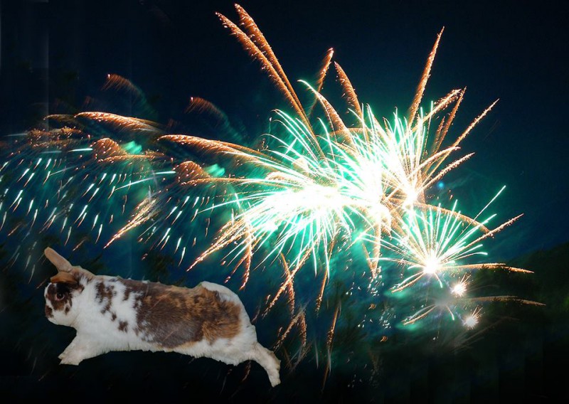 Kaninchen flieht vor Feuerwerk an Silvester