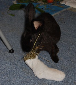 spielzeug-socke-kaninchen