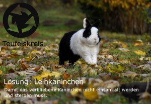teufelskreis-soziale-kaninchen-leihkaninchen