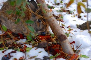 winterernährung-kaninchen